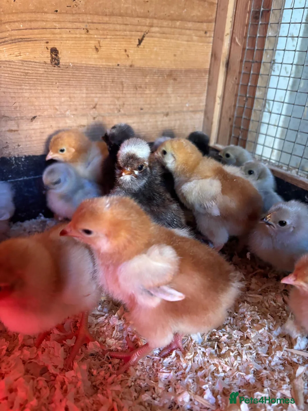 Ducks poultry for sale: Day old runner ducks and chicks  - Advert 2