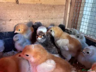 Ducks poultry Polish bantams/hen and chicks - Advert 10
