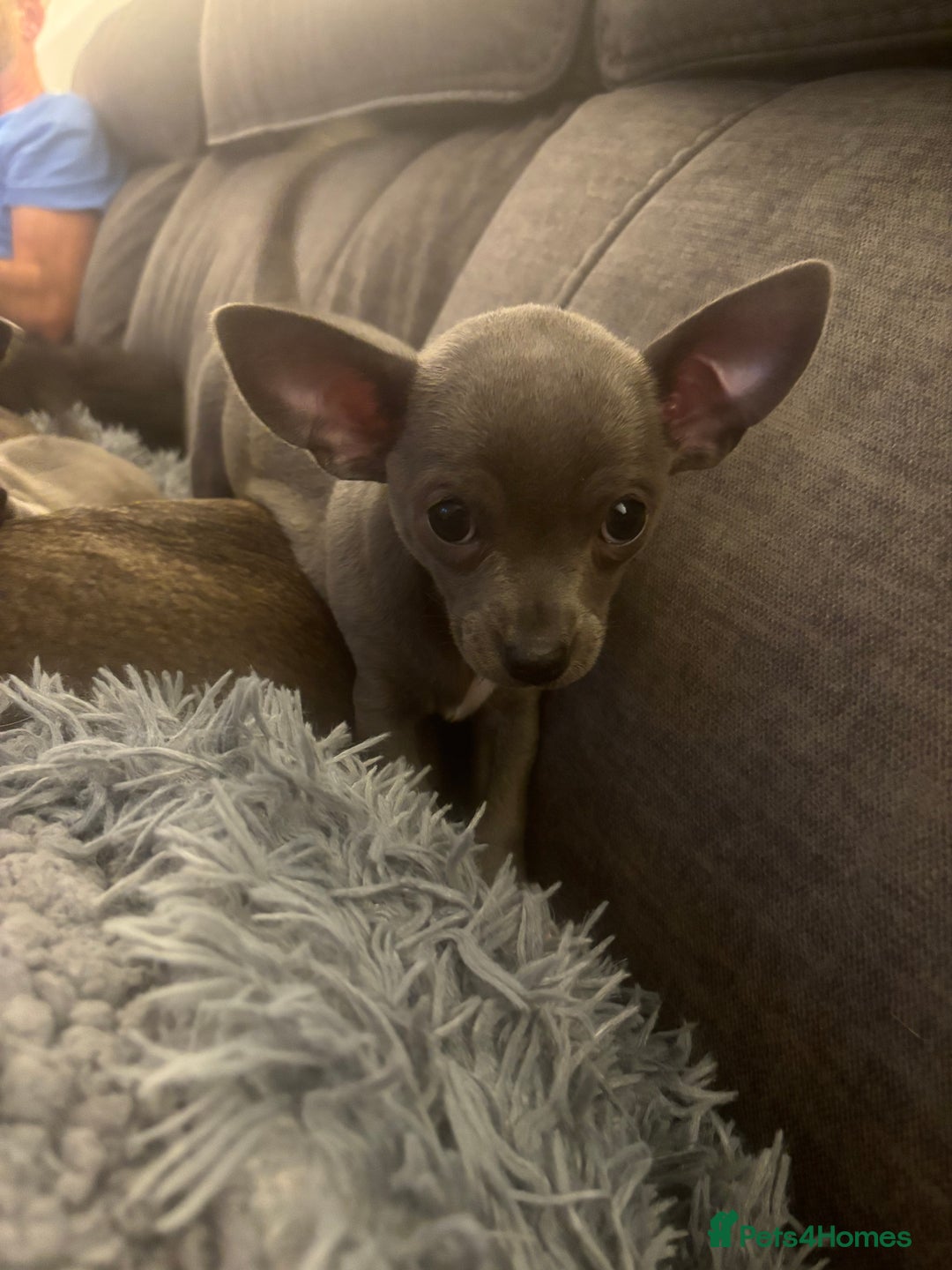 Chihuahua dogs for sale: Blue chihuahua puppies - Advert 13