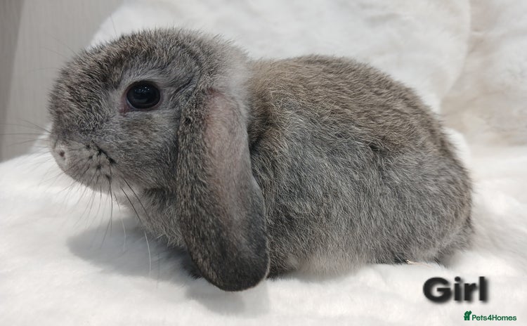 Mini Lop rabbits Adorable Baby Minilops Mixed. Free local delivery. - Advert 15