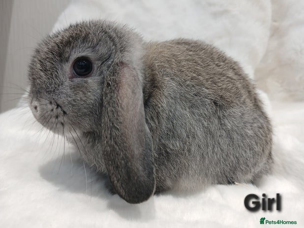 Mini Lop rabbits Adorable Baby Minilops Mixed. Free local delivery. - Advert 15