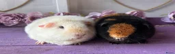 Guinea Pig rodents for sale: Pair Of Teddy Girls  - Advert 2