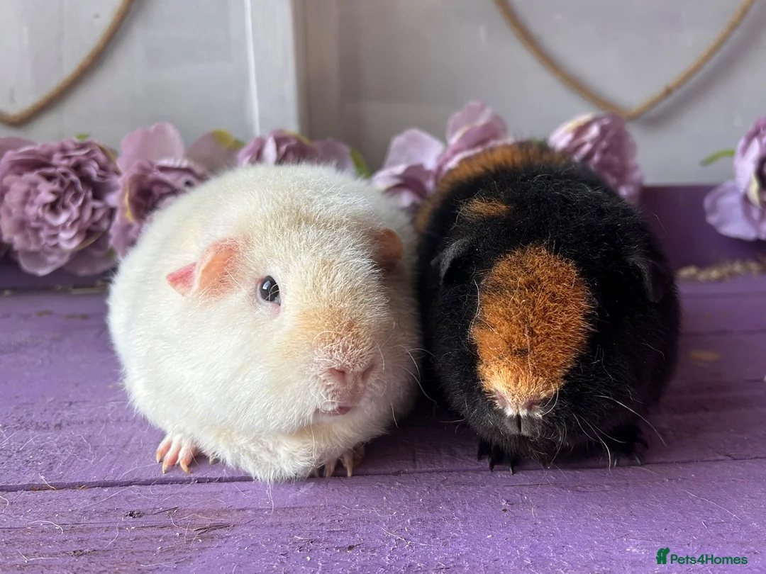 Guinea Pig rodents for sale: Pair Of Teddy Girls  - Advert 2