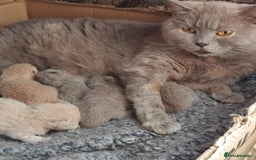 British Shorthair cats for sale: ♥️ Fun Loving British Shorthair Kittens♥️ - Image 30