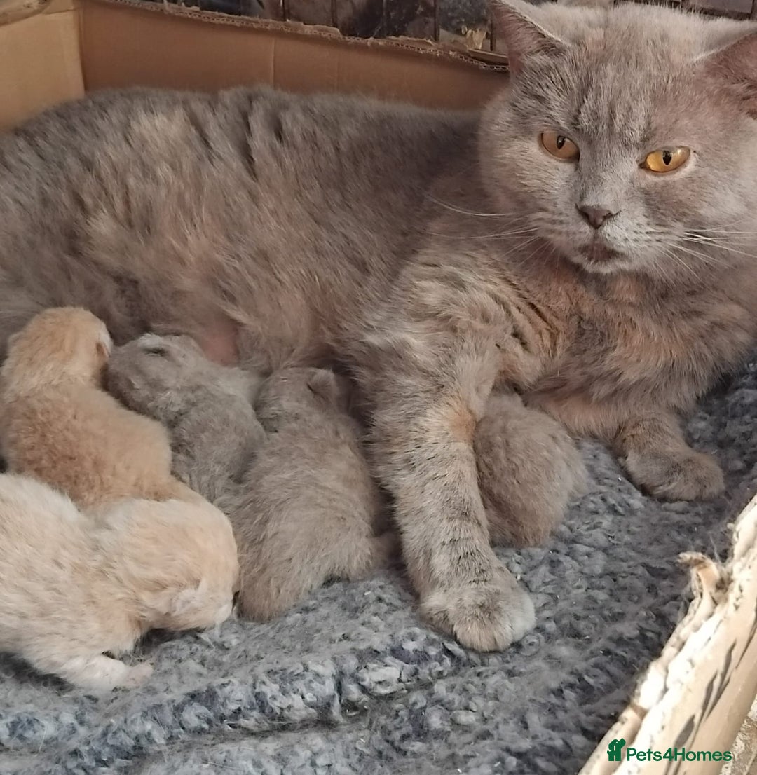 British Shorthair cats for sale: ♥️ Fun Loving British Shorthair Kittens♥️ - Image 30