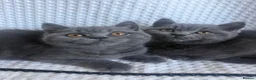 British Shorthair cats for sale: TWO British Shorthair kittens 🐱  in Basildon - Advert 2