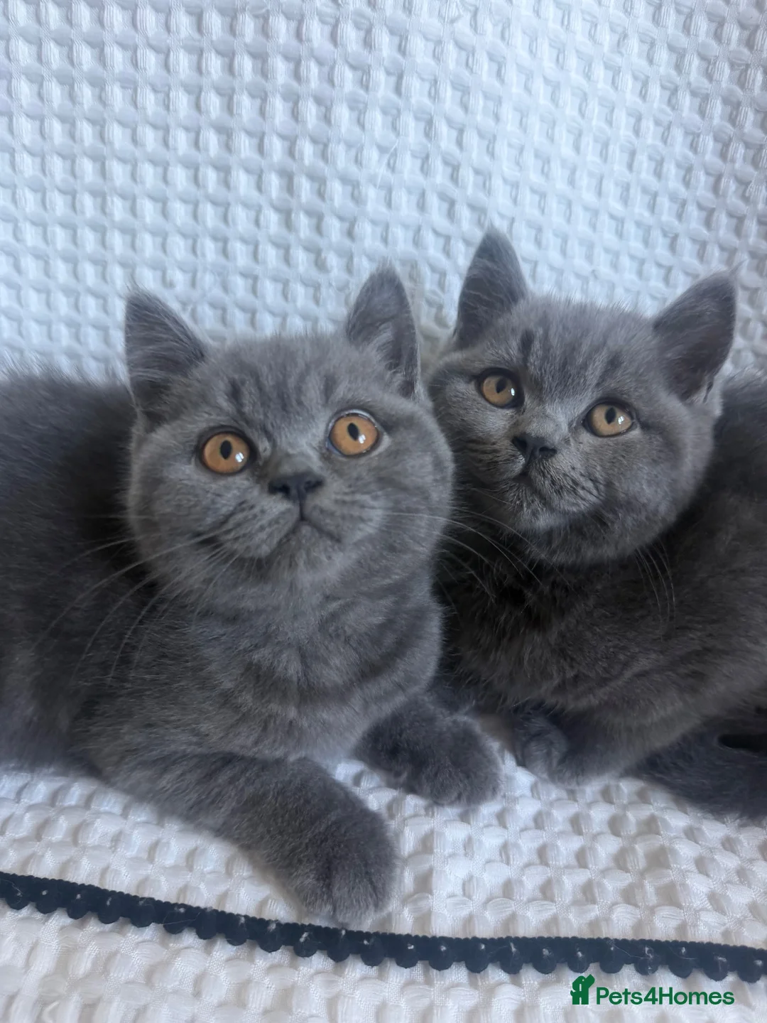 British Shorthair cats for sale: TWO British Shorthair kittens 🐱  in Basildon - Advert 2