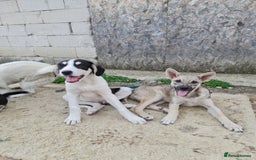 Mixed Breed dogs for adoption: OTIS - a Handsome and gentle boy for a Loving Home - Image 14