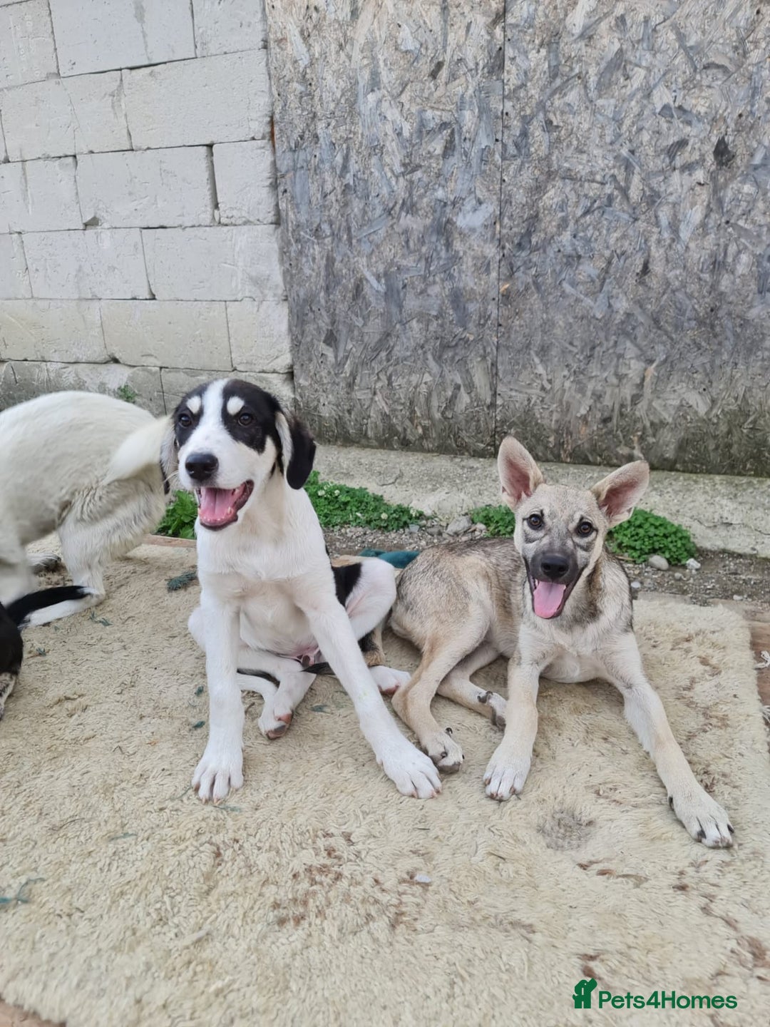 Mixed Breed dogs for adoption: OTIS - a Handsome and gentle boy for a Loving Home - Image 14
