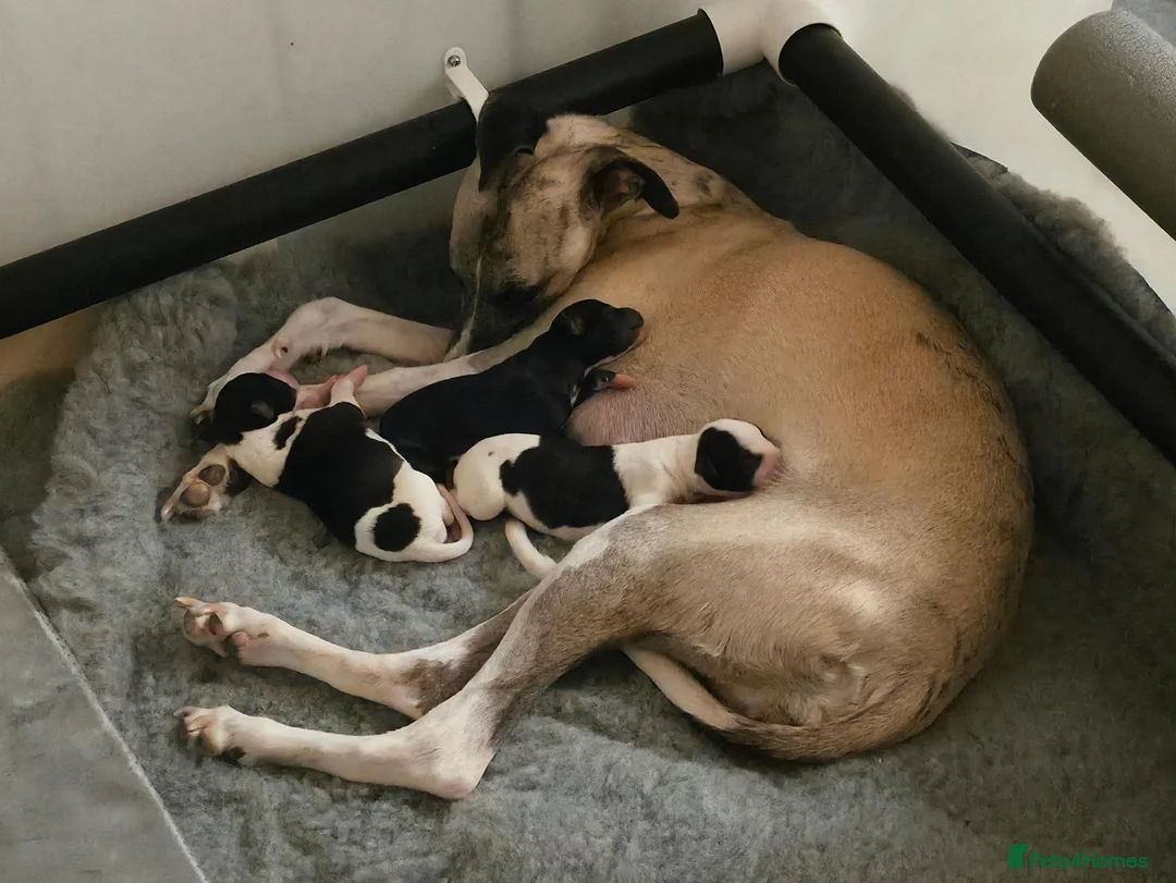 Whippet dogs for sale: Whippet Puppies in Aberdeenshire in Ellon - Advert 2