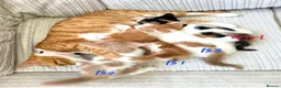 Mixed Breed cats for sale: Adorable kittens looking for their forever homes - Advert 7