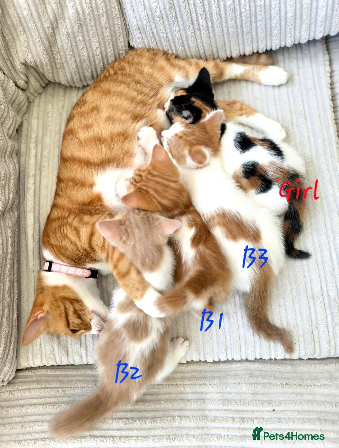 Mixed Breed cats for sale: Adorable kittens looking for their forever homes - Advert 7