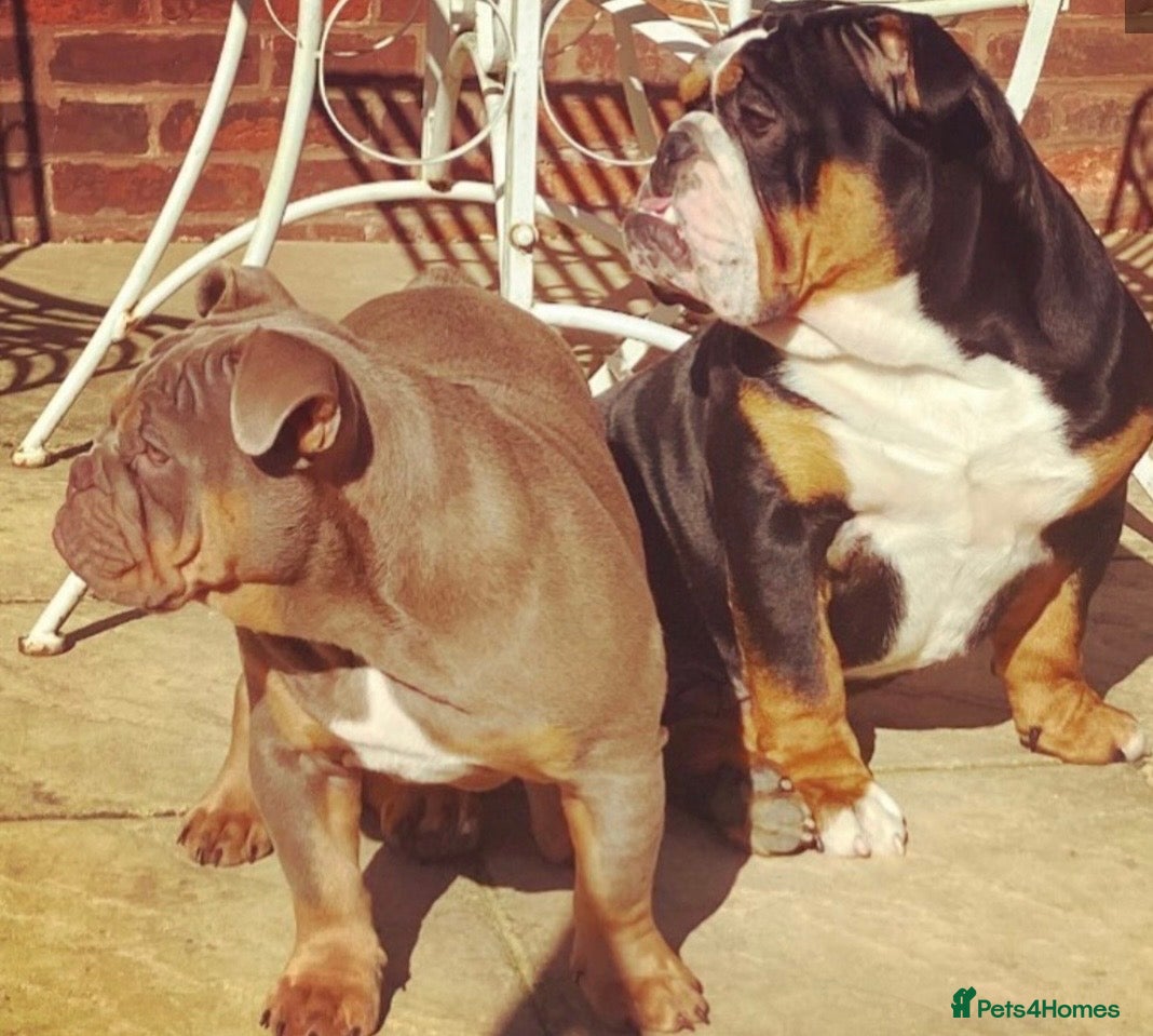 English Bulldog dogs Two English bulldogs  - Advert 2