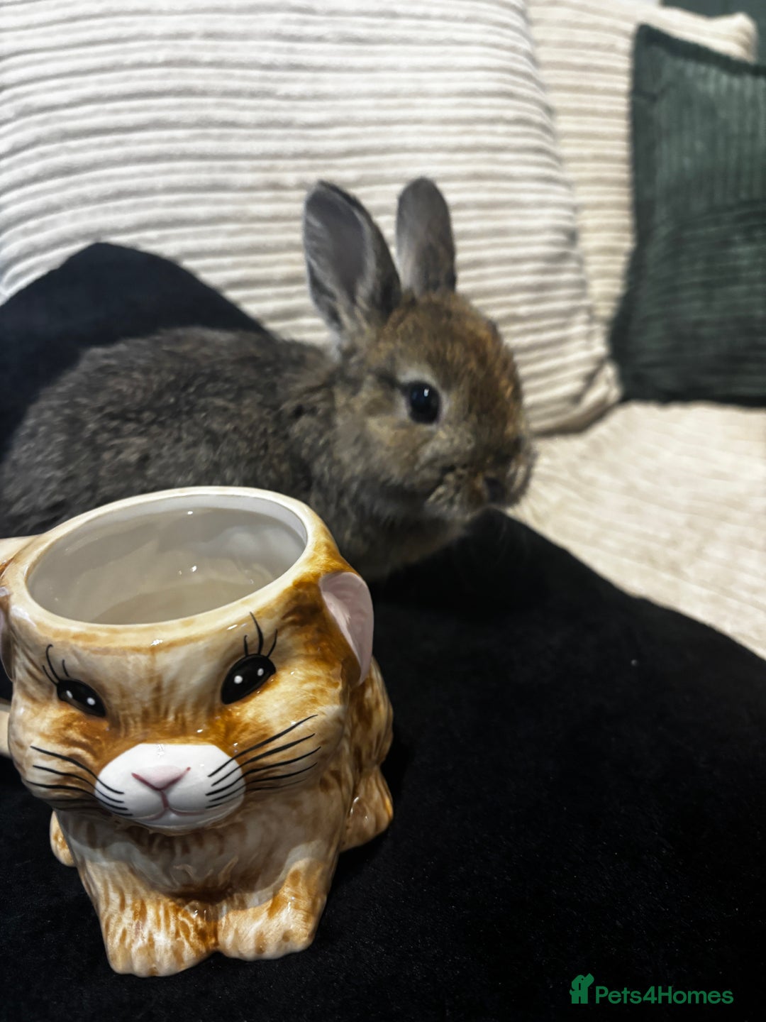 Netherland Dwarf rabbits for sale: Bambi  - Image 2