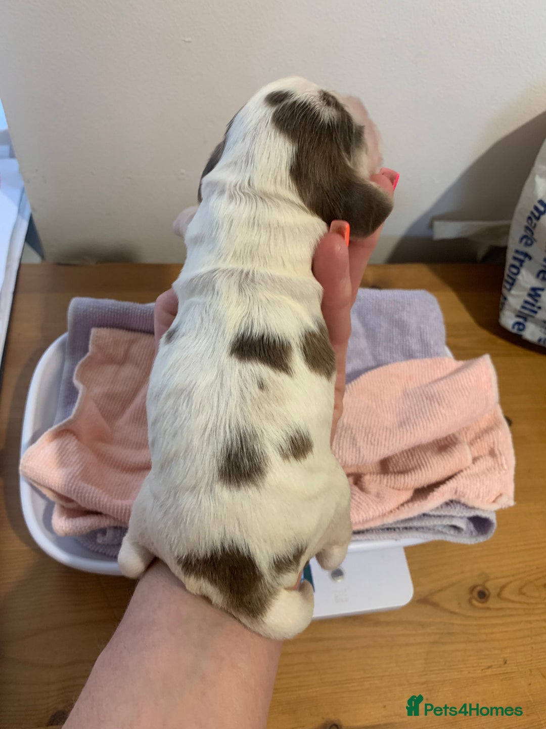 Cocker Spaniel dogs for sale: Beautiful show line cocker spaniel puppies  - Advert 12