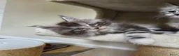 Maine Coon cats for sale: Outstanding Quality shaded line Boys - Advert 11