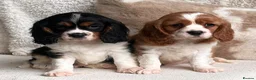 Cavalier King Charles Spaniel dogs for sale: Beautiful cavalier King Charles puppies  - Advert 17
