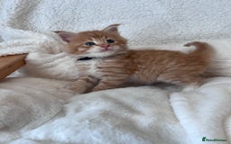 Maine Coon cats for sale: Maine coon kitten  - Image 20