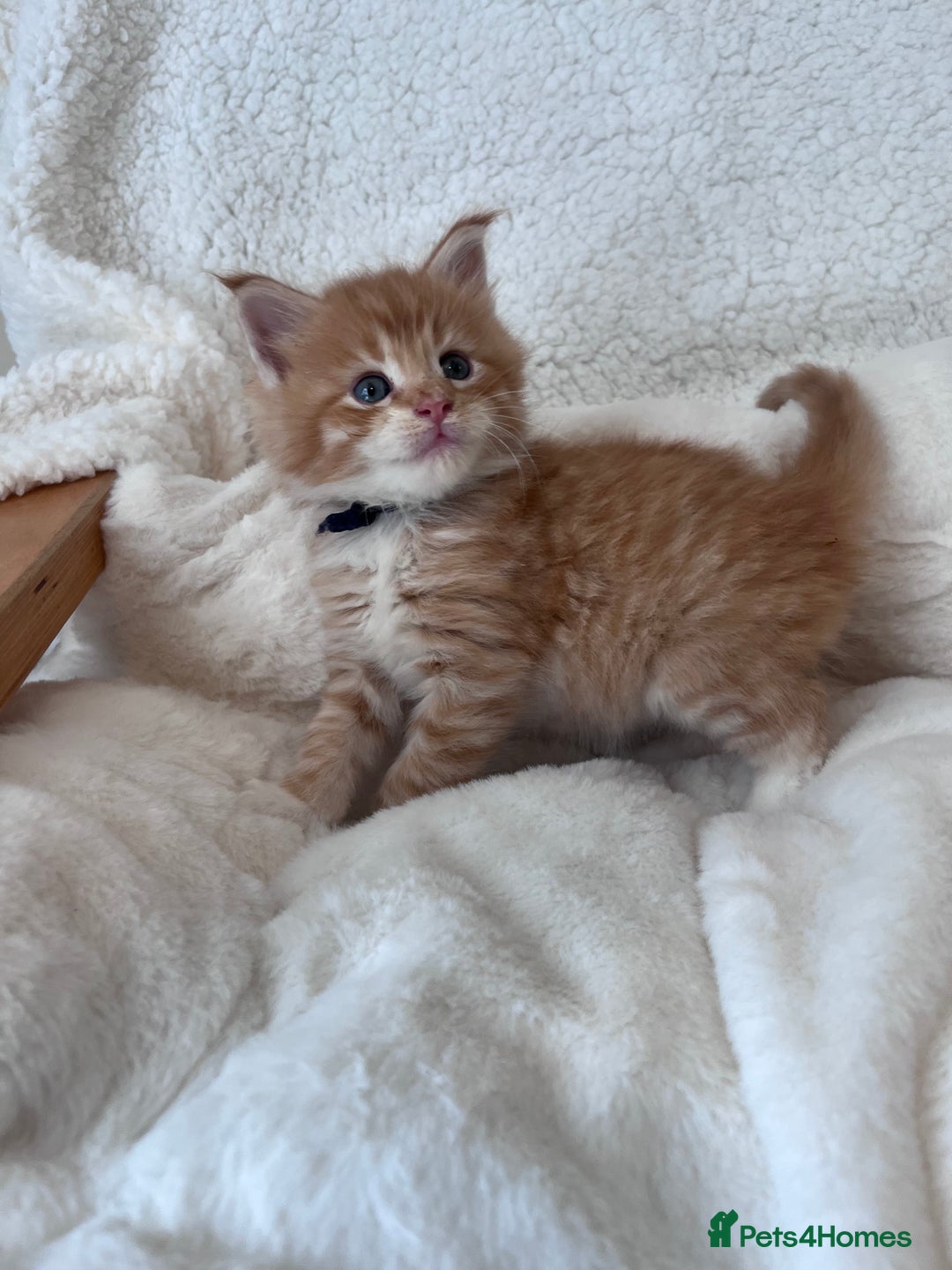 Maine Coon cats for sale: Maine coon kitten  - Image 20