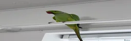 Parakeets birds for sale: Beautiful funny Indian Ringneck loves to sing, fly - Advert 5