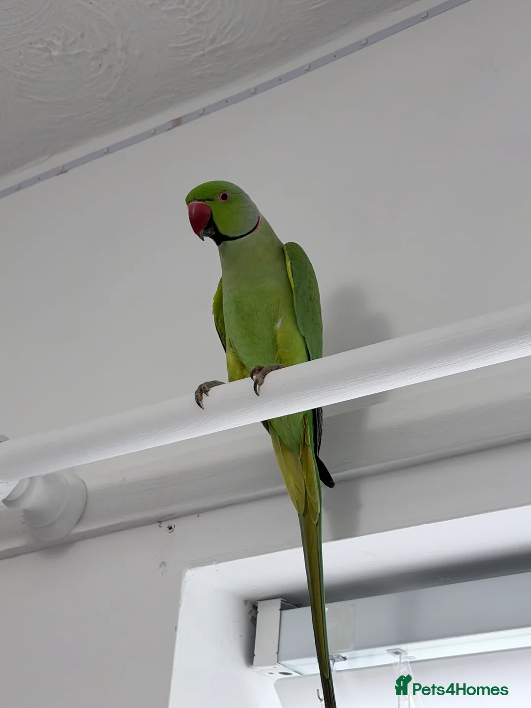Parakeets birds for sale: Beautiful funny Indian Ringneck loves to sing, fly - Advert 5