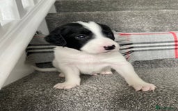 Mixed Breed dogs for sale: Cocker collie cross  - Image 24