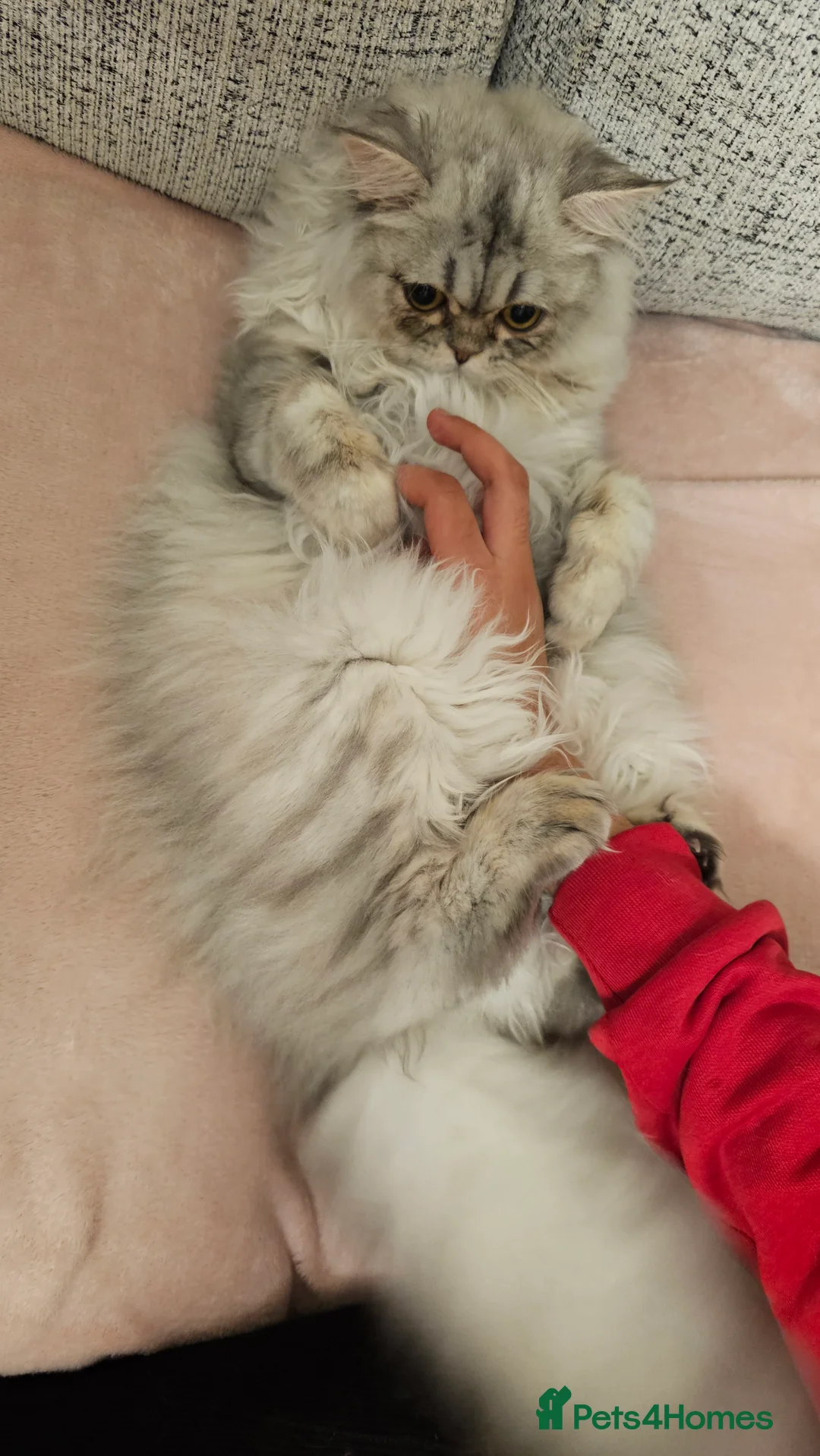 Persian cats for sale: Persian Chinchilla  - Advert 8