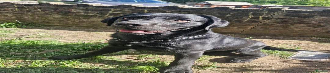 Labrador Retriever (bodhi)