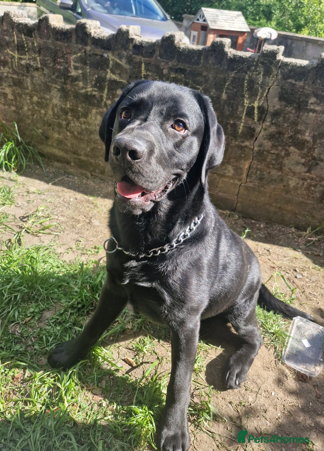 Labrador Retriever dogs for sale: Black Labrador  - Image 2