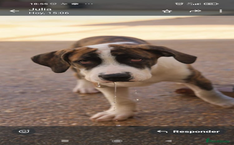 Mixed Breed dogs - Advert 2