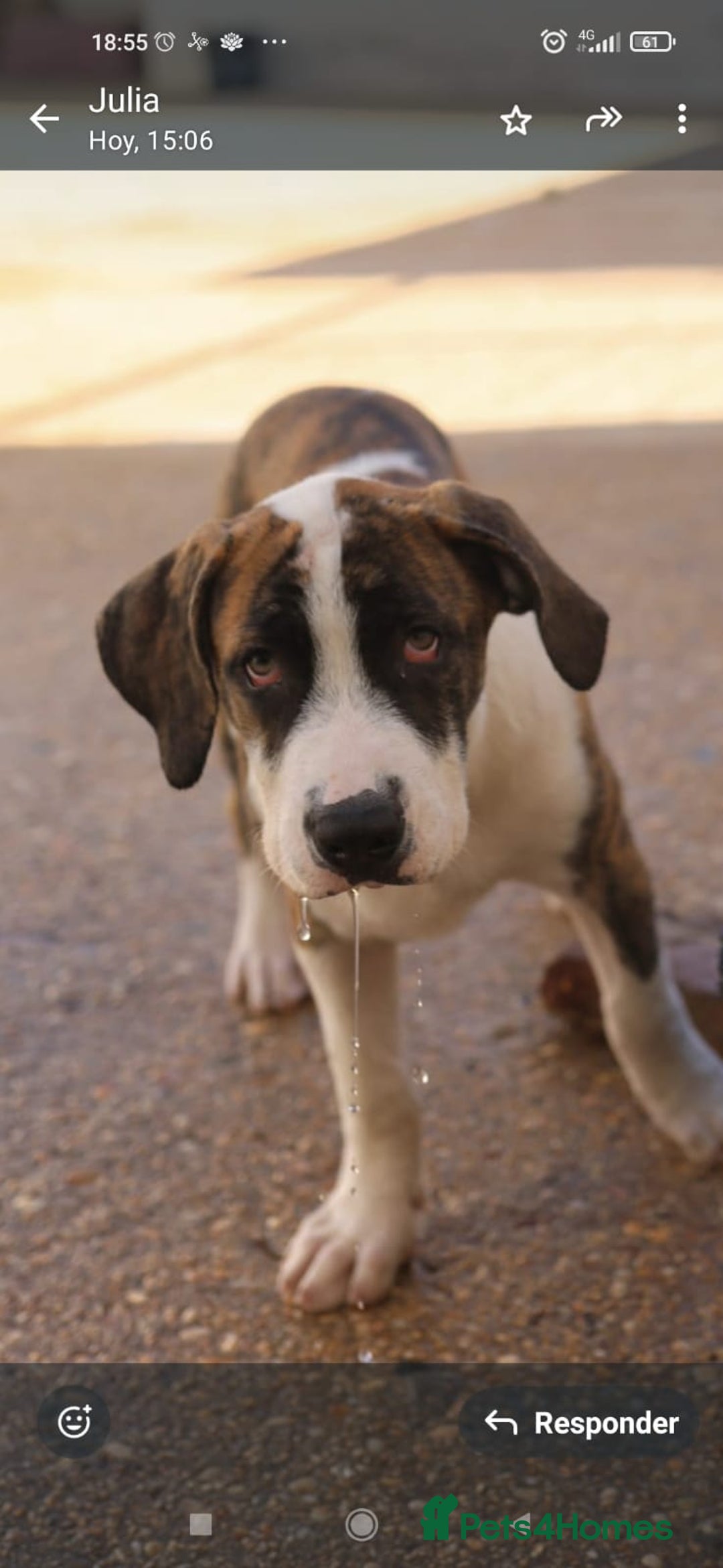 Mixed Breed dogs for adoption: ABANDONED BRINDLE PUPPY - Image 1