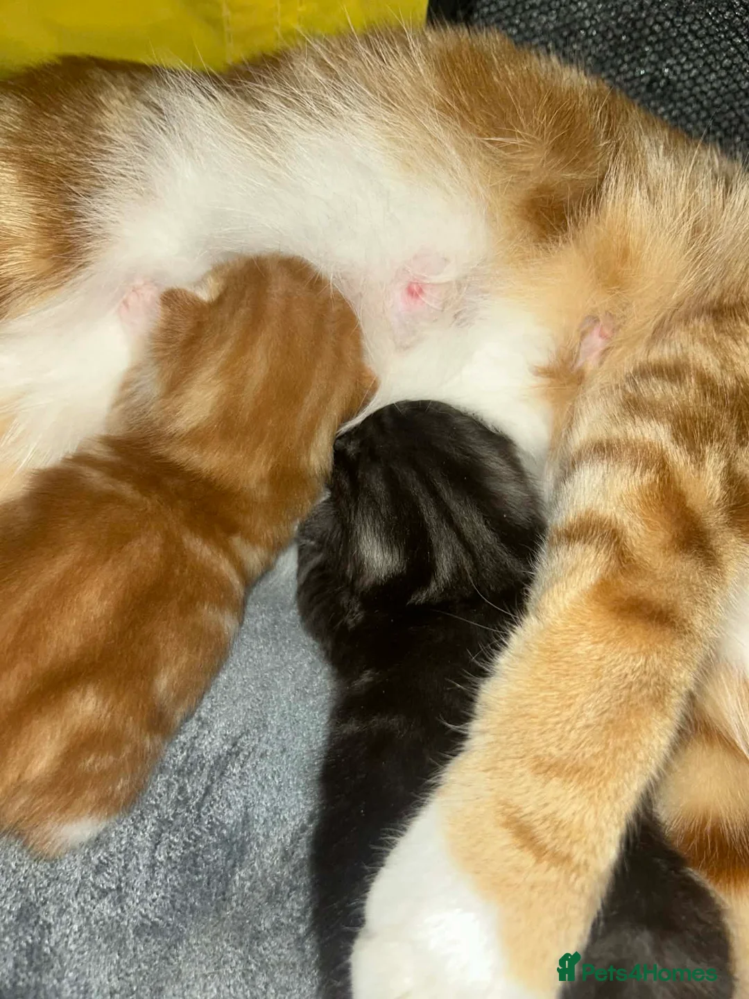 Mixed Breed cats for sale: 8 beautiful kittens 5 male 3 female in Eastleigh - Advert 2