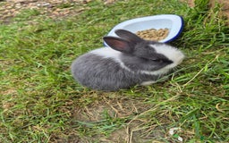 Netherland Dwarf rabbits for sale: Netherlands Dwarf - Image 11