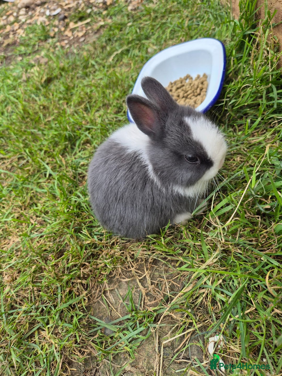Netherland Dwarf rabbits for sale: Netherlands Dwarf - Image 11