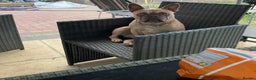 French Bulldog dogs for sale: French bulldog boy 3 years old - Advert 6