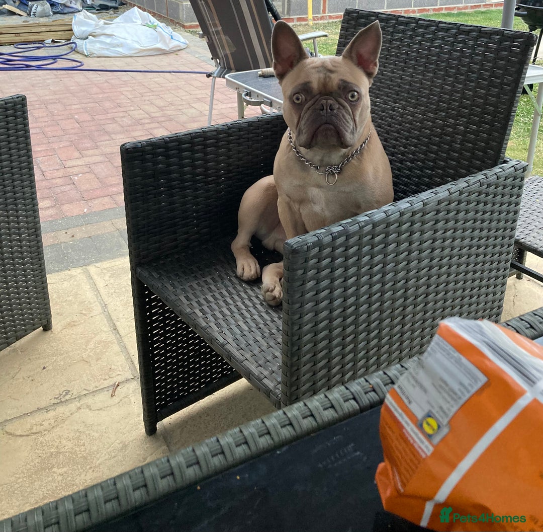 French Bulldog dogs for sale: French bulldog boy 3 years old - Advert 6