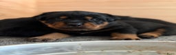 Rottweiler dogs for sale: 4 Gorgeous Rottweiler Puppies - Advert 13
