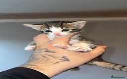 Mixed Breed cats for sale: Kittens for sale  - Image 2