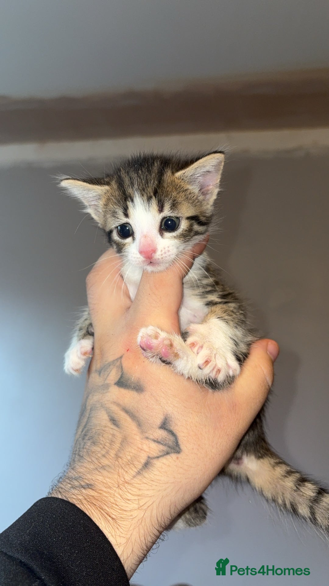 Mixed Breed cats for sale: Kittens for sale  - Image 2