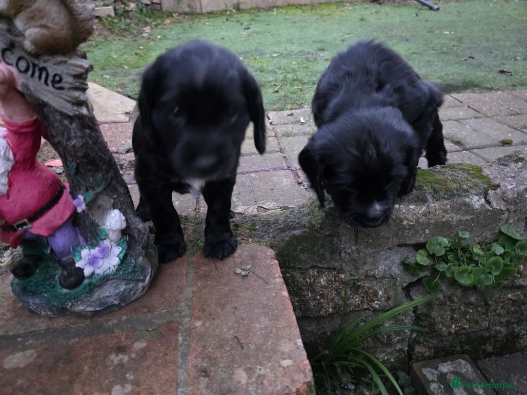 Cocker Spaniel dogs for sale: last puppy (girl) of the Working Cocker Spaniel - Advert 4