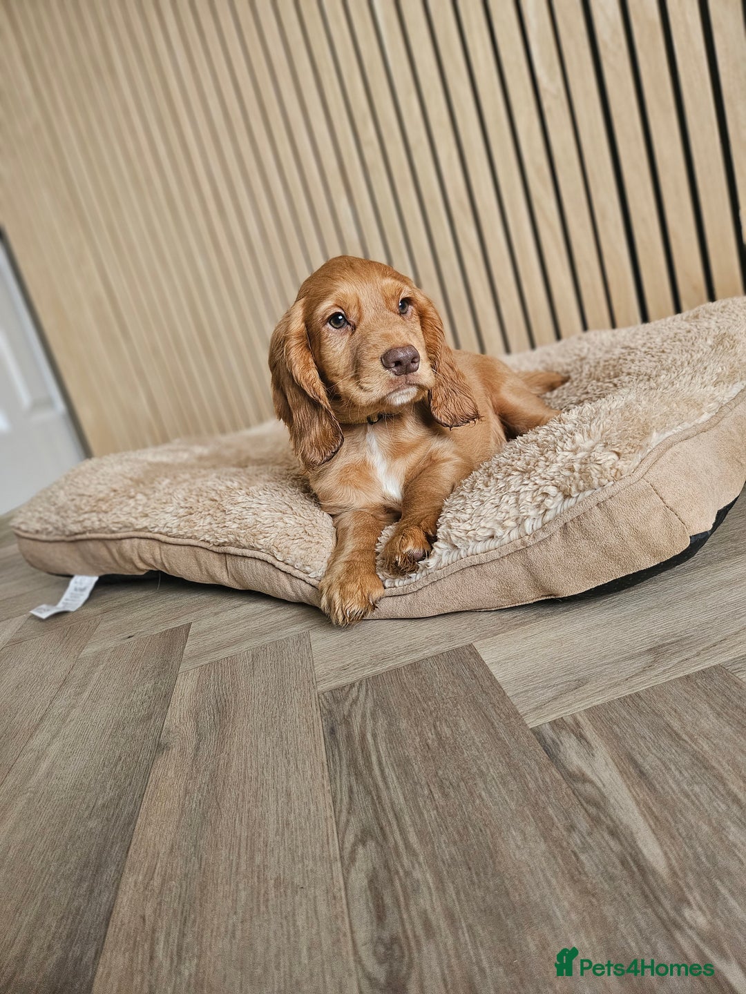 Cocker Spaniel dogs for sale: Health tested working cocker spaniels  - Image 38