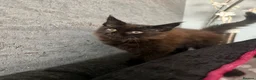 Maine Coon cats for sale: Beautiful Maine Coon Kittens  - Advert 8