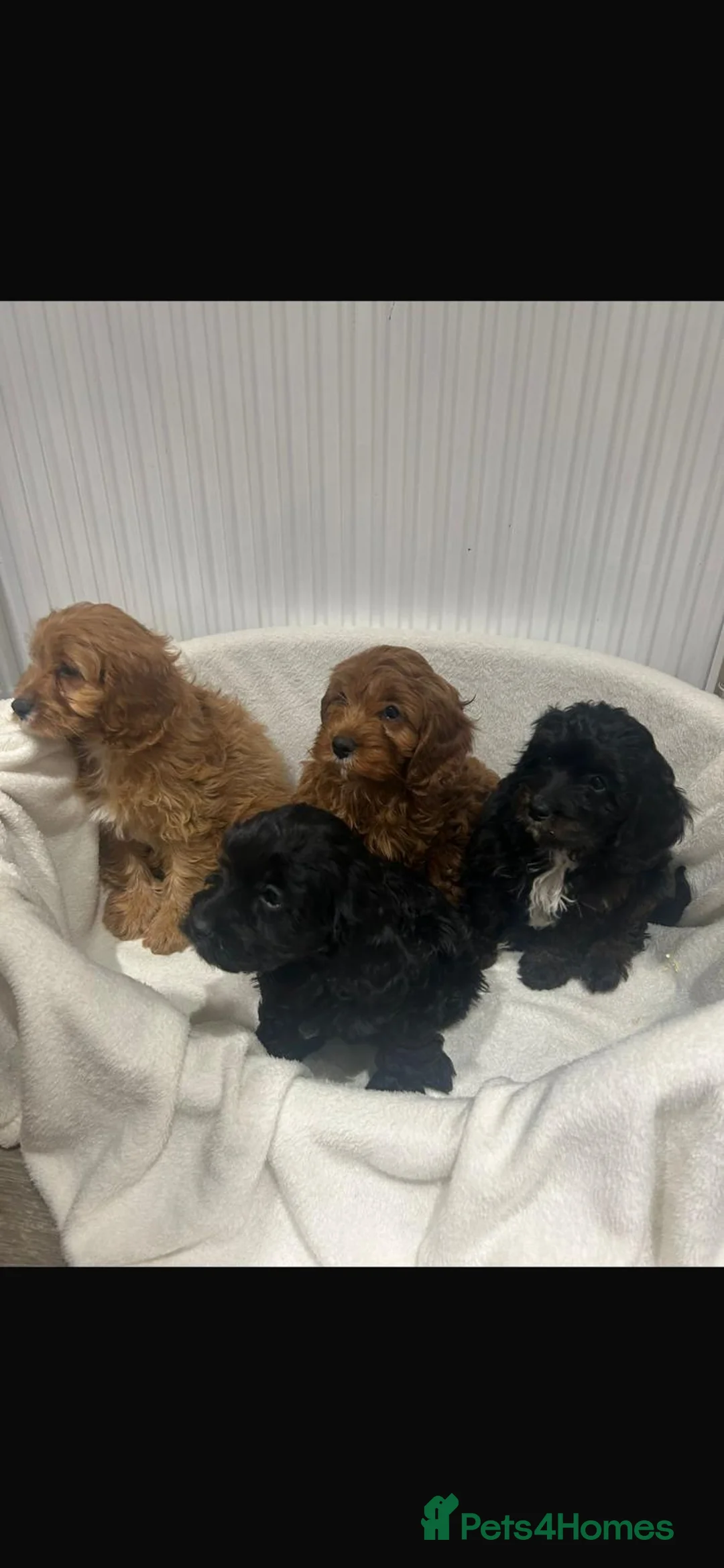 Cavapoo dogs for sale: Cavapoo puppies 🥰 in Maidstone - Advert 2