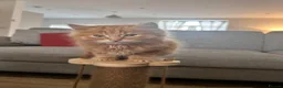 Mixed Breed cats for sale: Beautiful male Ginger kitten - Advert 2