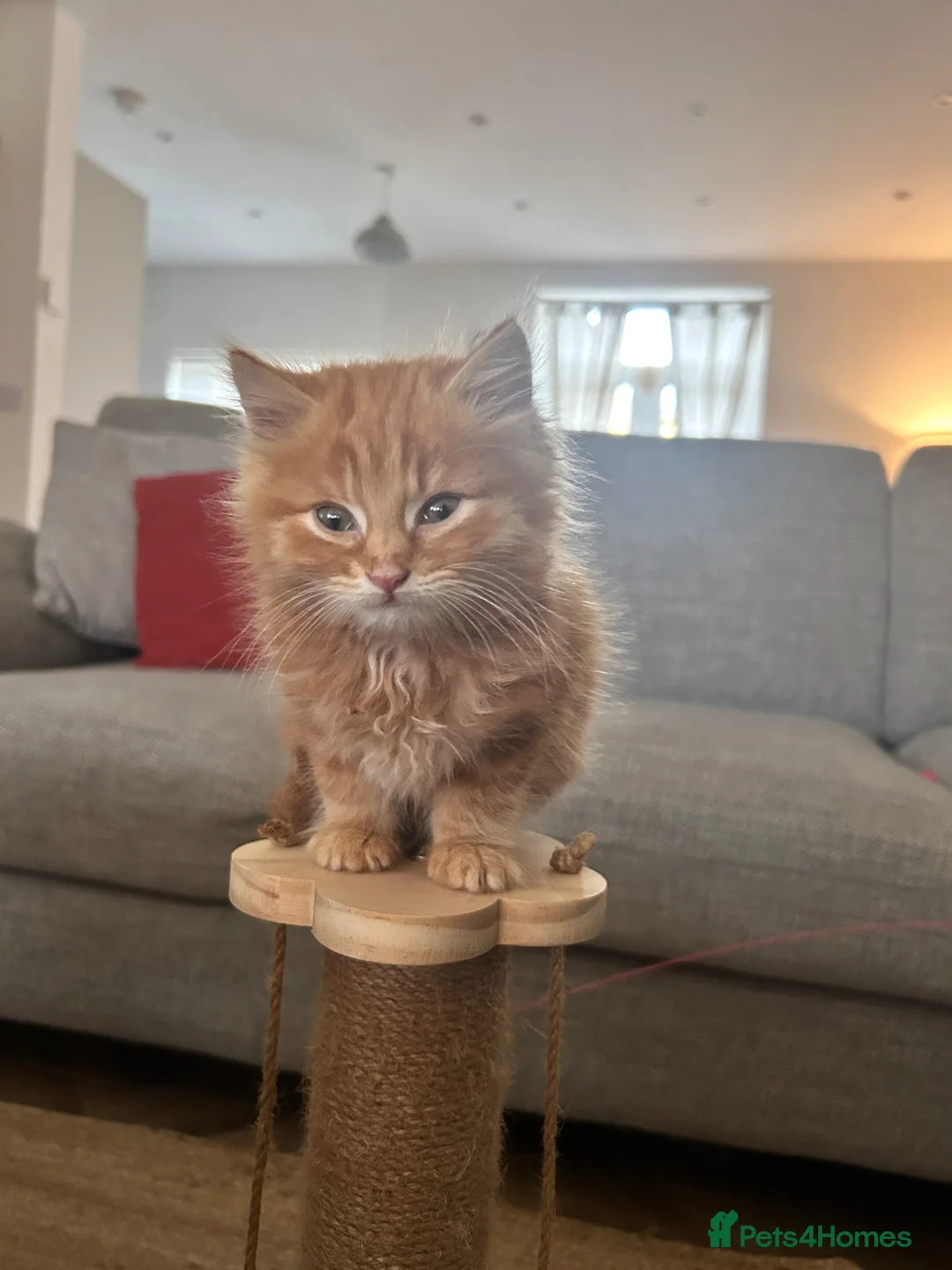 Mixed Breed cats for sale: Beautiful male Ginger kitten - Advert 2