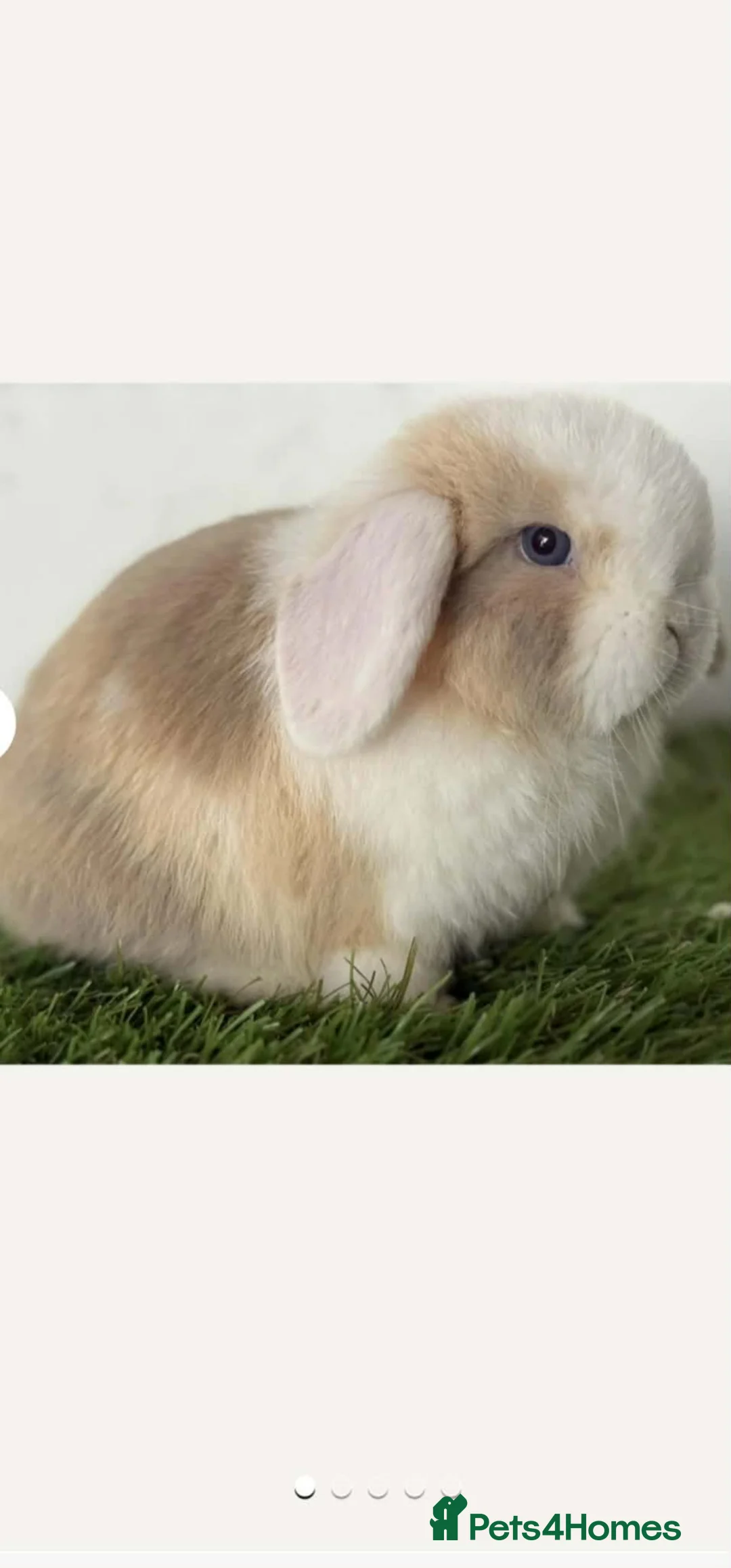 Mini Lop rabbits for sale: Reduced 🩵 7 Wks Blue Otter Split & Broken White - Advert 27