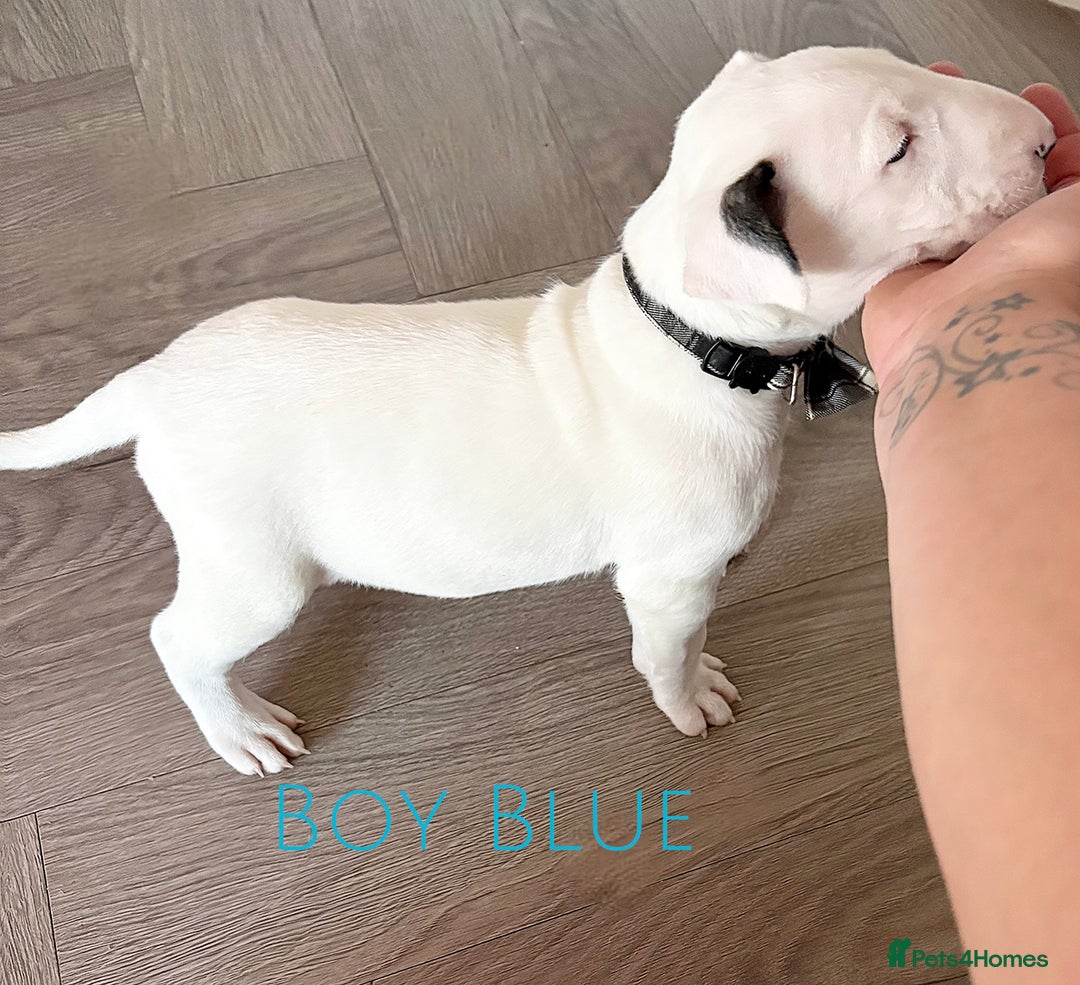 English Bull Terrier dogs for sale: Stunning Pedigree English Bull Terrier Puppies  - Advert 28