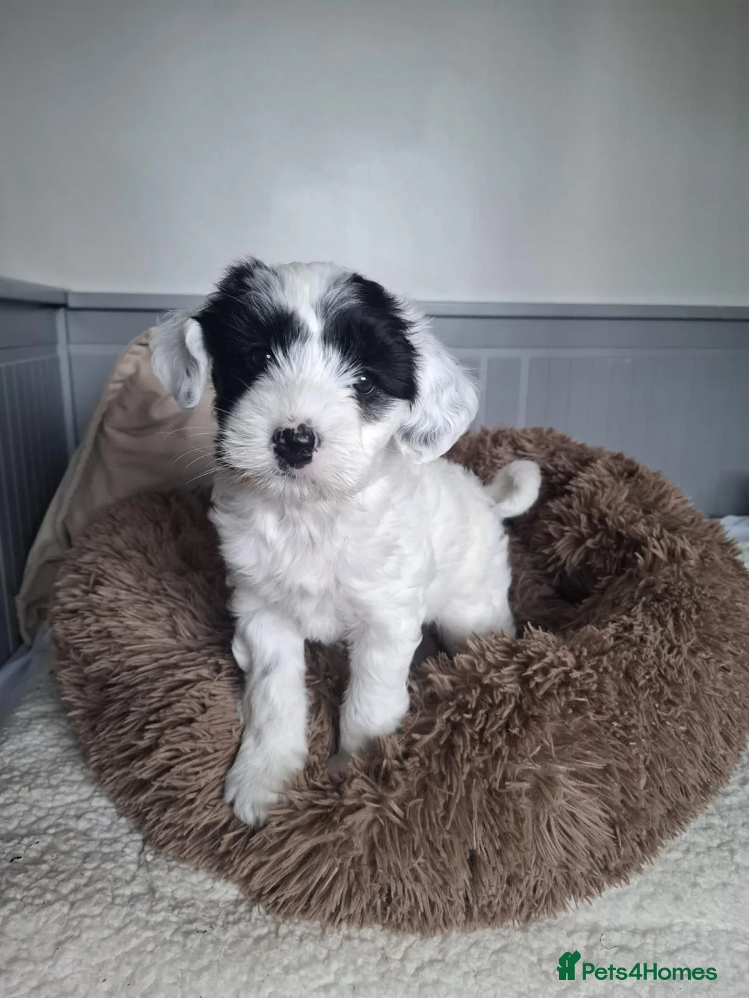Tibetan Terrier dogs for sale: KC registered Tibetan Terrier's - Advert 1