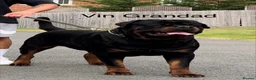 Rottweiler dogs for sale: *** Litter Due *** - Advert 9