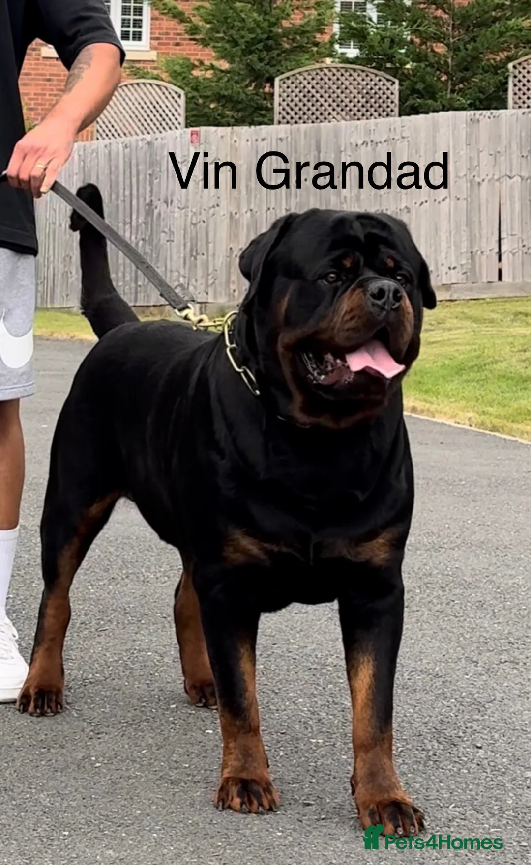 Rottweiler dogs for sale: *** Litter Due *** - Advert 9